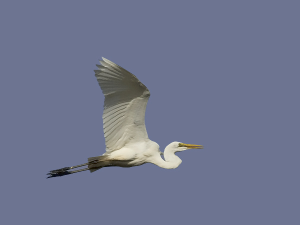 Jalohaikara, Great Egret, Egretta alba